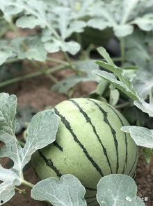 网红在线吃瓜意味着什么,揭秘网络时代的娱乐现象与社交趋势  第3张